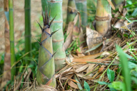 Bamboo shoots of bamboo sprouts can make foodの写真素材