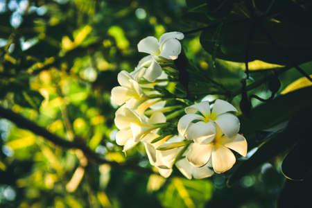 Plumeria spp frangipani flowers white and yellow color With the sunlight.の写真素材