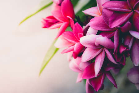 Tropical flowers frangipani (plumeria)on nature background With the sunlight.の写真素材