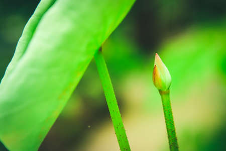 Lotus leaf and Lotus flower with sunlightの写真素材