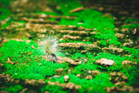 Close up Worm on green Moss with sunlight.Selected focusの写真素材