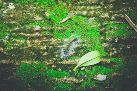 Close up Worm on green Moss with sunlight.Selected focusの写真素材