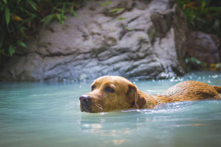 A Golder Retriever dog swimming in the water.の写真素材