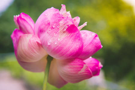 Close-up Beautiful lotus flower with sunlight.の写真素材