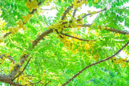 Star gooseberry on tree.の写真素材