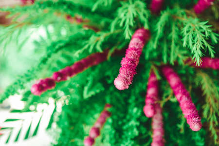 Globe Amaranthの写真素材