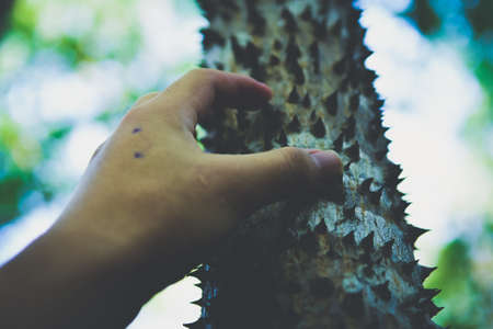 Close up of handle on bombax prickly treeの写真素材