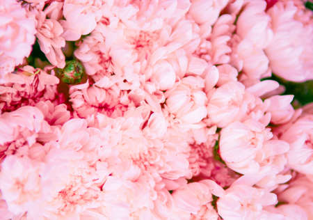 White chrysanthemum flower.の写真素材