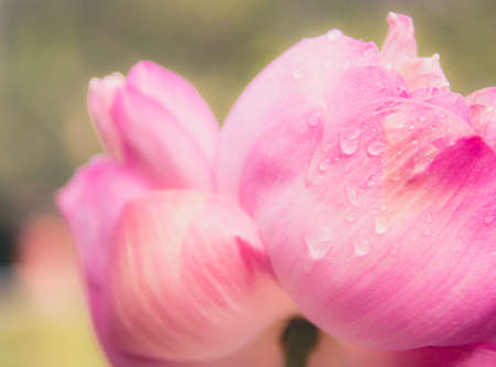 Closeup Beautiful lotus flower with sunlight,Water droplets on Lotus flower.の写真素材