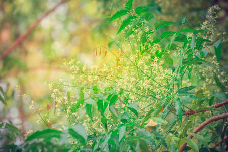 Neem flower on tree, a bitter taste Thai vegetables with sunlight.の写真素材