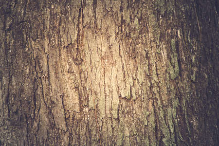 Closeup Tree bark background, Brown tileable texture of the old tree with sunlight.の写真素材