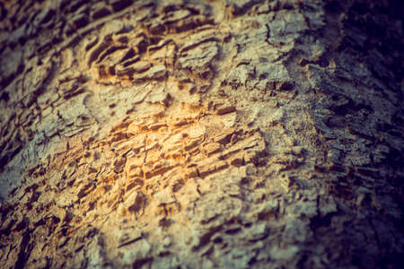 Closeup Tree bark background, Brown tileable texture of the old tree with sunlight.