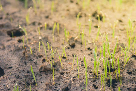 Close-up sprouts in the field with sunrise.の写真素材