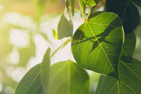 Beautiful Green Bo leaf on background with sunrise,Leaves of Buddhism concept