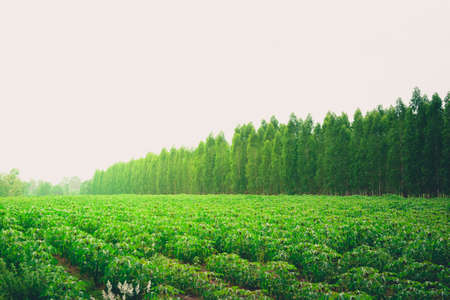 The small Cassava farm in the morning with sunrise on Eucalyptus background and white sky.の写真素材