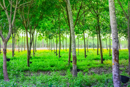 Rubber forest ,Latex extracted from a source of natural rubber with sunlight in Thailand,Industrial concept.の写真素材