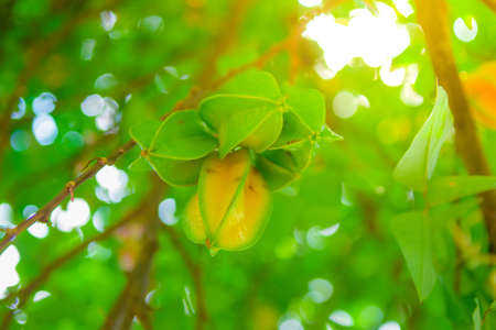 Green and yellow Star apple fruit on tree with sunlight bokeh background.Selected focus.の写真素材