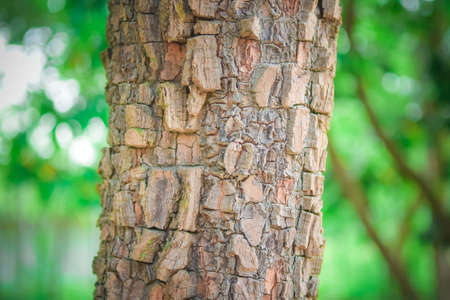 Closeup Tree bark background, Brown tileable texture of the old tree and green bokeh background.の写真素材