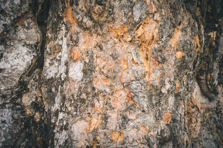 Closeup Tree bark background, Brown tileable texture of the old tree.の写真素材