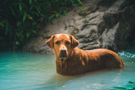 The dog is looking for something in the water on dark tone  background with sunlight.の写真素材