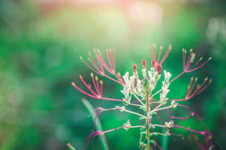 Green Natural flowers Blossom over nature background with sunlight/ Spring flowers/Spring Background
