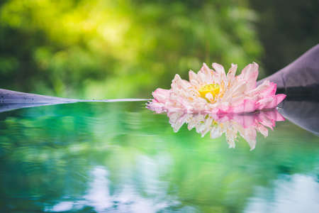 Close-up Beautiful blooming of lotus flowers in pond with sunlight.の写真素材