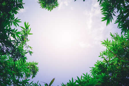 Beautiful bamboo leaves on blue Cloud sky background.の写真素材