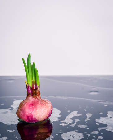 Germinated onion on black wood background with sunlight.の写真素材