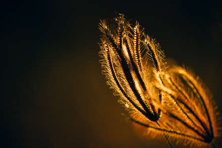 Close up silhouette grass flower on sunset background.の写真素材