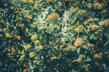 Beautiful yellow Tembusu flowers bloomig (Fagraea fragrans Roxb)の写真素材