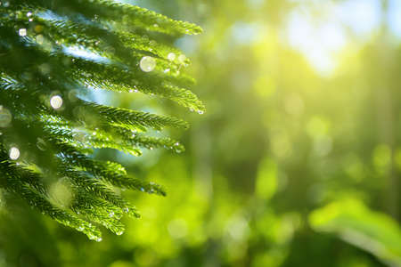 Bokeh of Pine leaves on Green backgroundの写真素材
