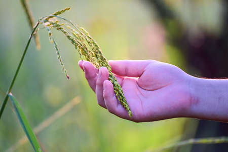 Hand tenderly touching young rice in  paddy field with sunlight.の写真素材