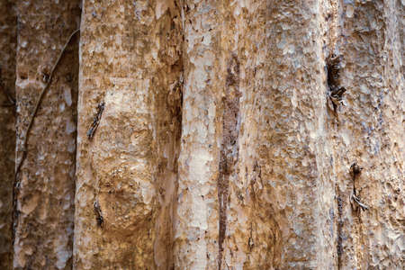 Tree bark background.