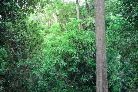 The Tree in forest, Nature conservation concept.の写真素材