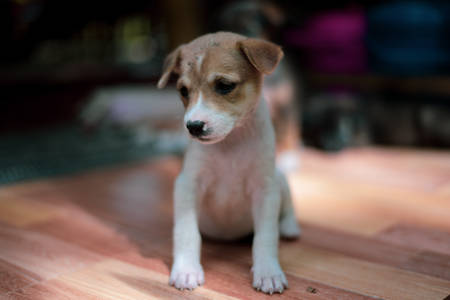 Cute lonely Small Dog sitting on floor.の写真素材