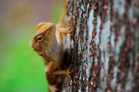 Chameleon or lizard in the tree and Blur background  ,Reptiles animals.