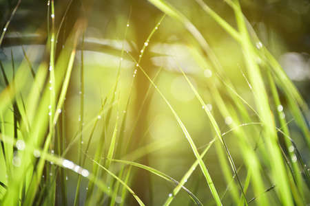 Lemongrass grown in the vegetable garden, herbs have medicinal properties.の写真素材
