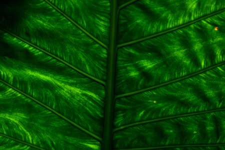 Beautiful Banana leafs background.の写真素材