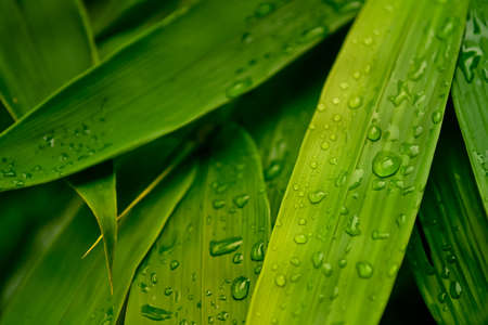 Beautiful Water drops on fresh green leaf after rain.