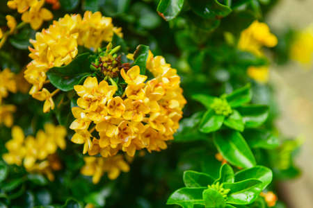 Beautiful yellow ixora or spike flower.の写真素材