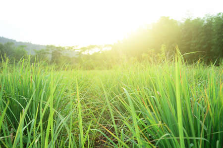Lemongrass or Citronella grow in the vegetable garden, used as cooking spices and herbal medicine.
の写真素材