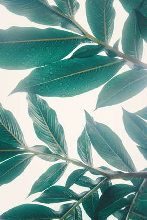 Green leaf (Konjac) pattern on surface leaf in the forest.の写真素材