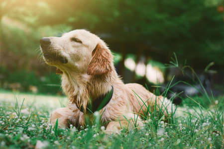 Labrador retriever dog puppy Sit and  Looking at something in the garden, on natural backgroundの写真素材