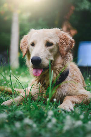 Labrador retriever dog puppy Sit and  Looking at something in the garden, on natural backgroundの写真素材