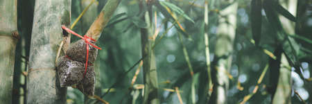graft bamboo branch to be planted.banner background.の写真素材