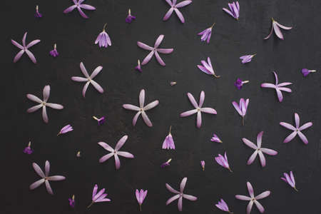 Queens or Purple Wreath pattern on texture of stone or rock black color background.の写真素材
