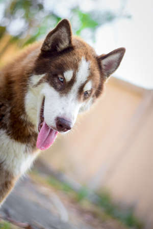Cute Siberian husky dog Sit and  Looking at something in the garden, on natural background