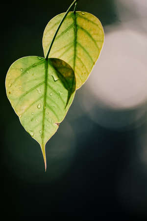 Green Bo leaf with Sunlight  in the morning, Bo tree  representing Buddhism in thailand.の写真素材