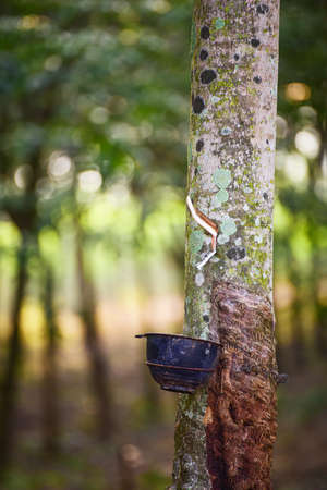 Tapped Rubber Tree with Plastic Bowl in rubber plantation with sunlight.の写真素材