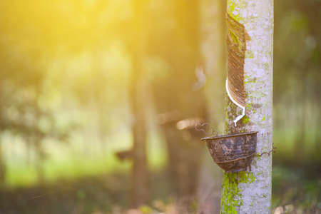 Tapped Rubber Tree with Plastic Bowl in rubber plantation with sunlight.の写真素材